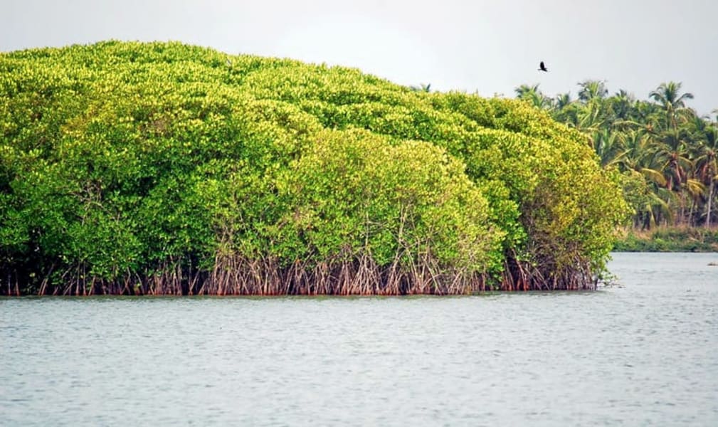 Backwaters and Mangroves Chettuva