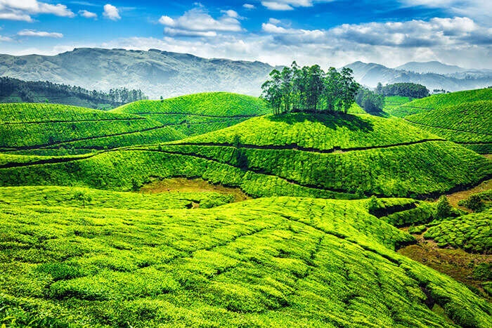 Top 16 Best Places to Visit in Munnar in 2023 (Map+Photos)