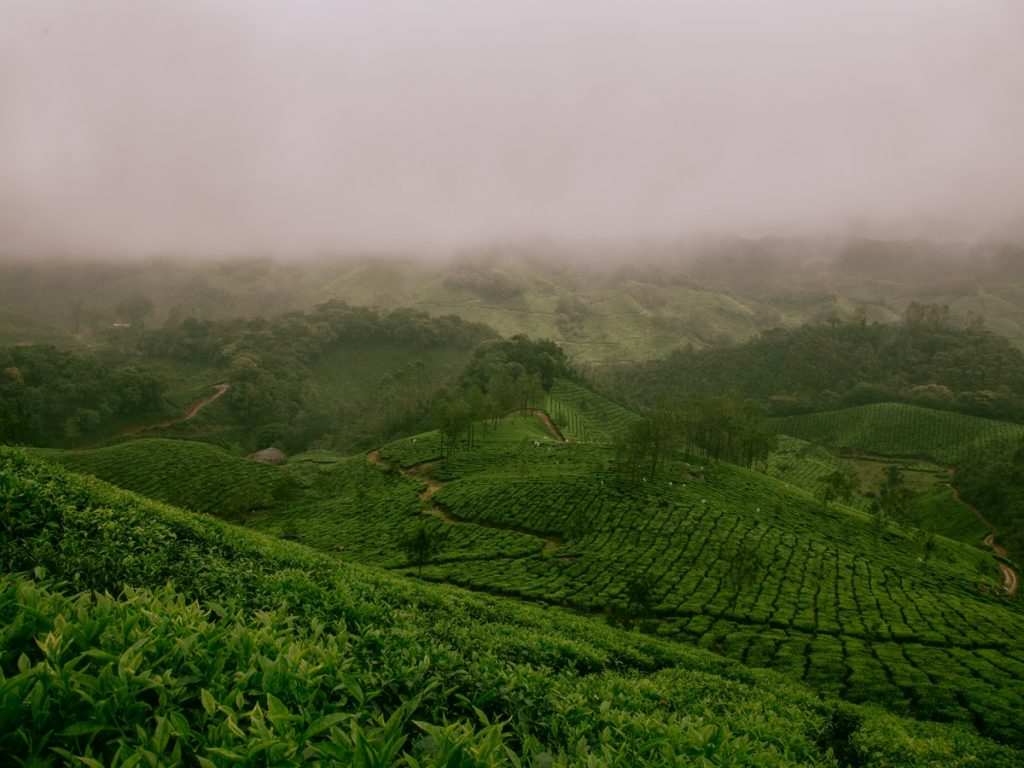 Best Places to visit in Kerala-Tea Gardens in Munnar