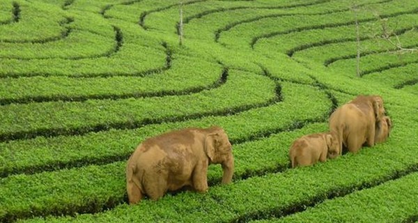 munnar-tea-gardens-elephants-1522515466.jpg