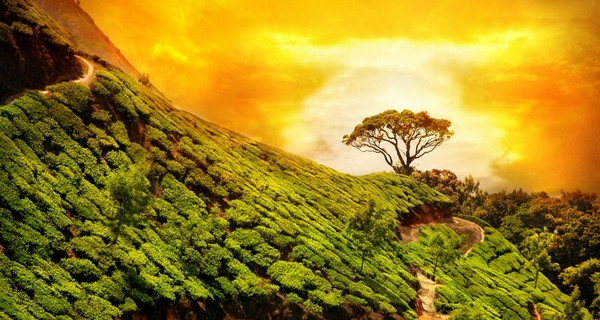 wayanad-tea-plantation-kerala-1523714214.jpg